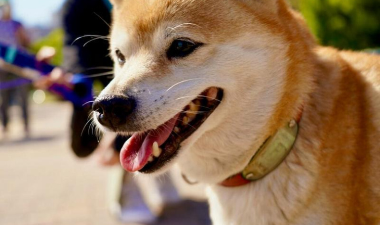 Mengapa Shiba Inu (SHIB) Melonjak Tajam?