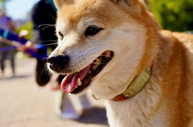 Mengapa Shiba Inu (SHIB) Melonjak Tajam?