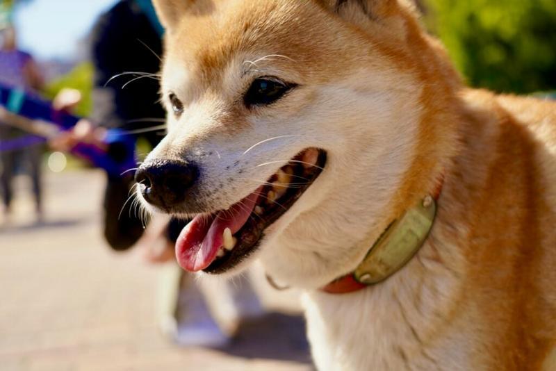 Mengapa Shiba Inu (SHIB) Melonjak Tajam?