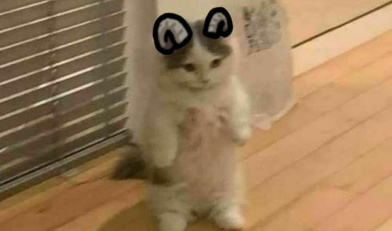 michi (SOL) ($MICHI)Meme