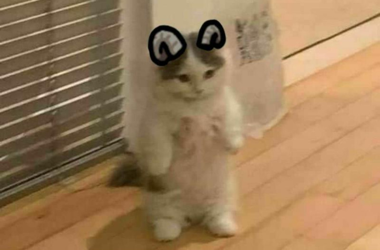 michi (SOL) ($MICHI)Meme