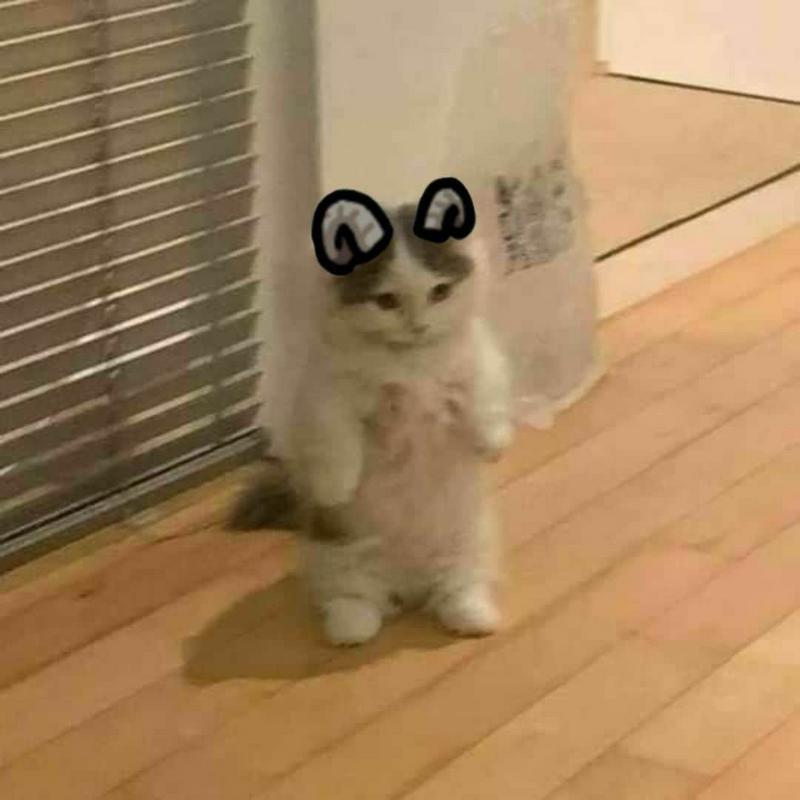 michi (SOL) ($MICHI)Meme