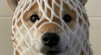 Mengenal Wrapped Dog (WDOG): Inovasi Baru di Dunia Crypto