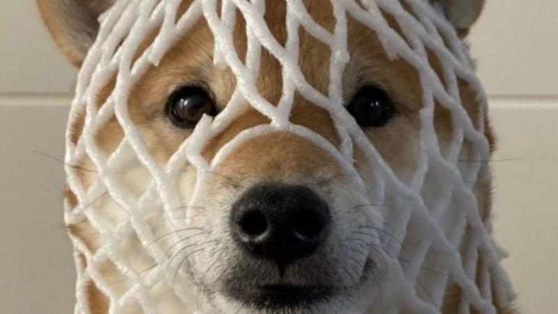 Wrapped Dog (WDOG)Meme